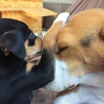 Cooper&Nero - @cooperynero - Instagram