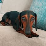 Nero, Feijão & Cooper - @nero.theteckel - Instagram