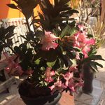 Nery Palacios Alcazar - @palaciosalcazar - Instagram