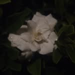 Neşe Kaya - @n3sekaya - Instagram