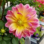 Neva_Bell_Pics - @neva_bell_pics - Instagram