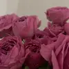 Newabelle - @nevabelle - TikTok