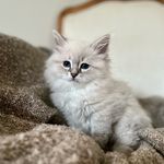 Todd - @todd_the_neva - Instagram