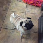 Neva Townsend - @rainbowpug123 - Instagram