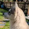 Neva The Wolf - @neva.the.wolf - TikTok