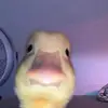 nevaehallison - @nevaehallison - TikTok