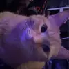Nevaeh - @nevaehbean26 - TikTok