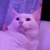 Nevaeh Chavez - @nevaehchavez55 - TikTok