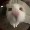 nevaehcook4 - @nevaehcook4 - TikTok