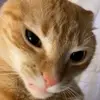 I quit - @nevaehfields_ventacc - TikTok