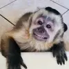 Nevaehfields - @funkymonkey312010 - TikTok