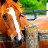 Nevaeh Garrison - @horse_girl3704 - TikTok
