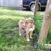 Nevaeh - @nevaehdoglover668 - TikTok