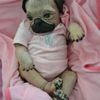 nevaeh gray  - @nevaehsmellslikepoop - TikTok