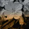 nevaeh hall - @23nhall - TikTok