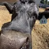 nevaehhansen445 - @nevaehhansen445 - TikTok