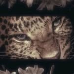 Nevaeh Lyons - @nevaeh54699 - Instagram