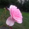 Nevaeh Mcdaniel - @nevaeh1076 - TikTok