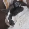 nevaehmorse59 - @nevaehmorse59 - TikTok