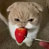 Nevaeh_Patel2 - @nevaeh_patel2 - TikTok