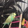 Nevaeh Solomon - @nevaehsolomon2005 - TikTok
