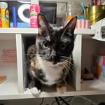 Nevaeh Wilson - @baeh_wilson - Instagram
