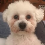 Neve Like Snow - @neve_whitedog - Instagram