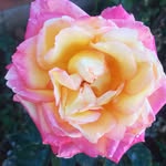 Neville Smith - @neville4356 - Instagram