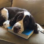 Jennifer And Neville Ansbach - @nevillethespringer - Instagram