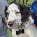 Neville - @nevillethespringerspaniel2023 - Instagram