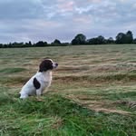 Neville - @neville_the_springer - Instagram