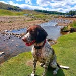 Neville the Springer Spaniel 🐶 - @neville_springer_spaniel - Instagram