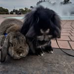 Noodles and Newt Johnson - @noodles_newt - Instagram