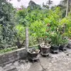 Newton Maybell - @newton.maybell - TikTok