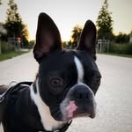 @newton_john_the_boston_terrier - Instagram