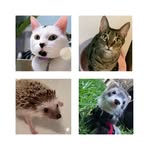 Emily Tomas Paquita Mushu - @emilia.newtonjones - Instagram