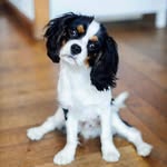 Newton - @newton_king.charles - Instagram