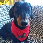 Mr Newton - @mr.newton.long.sausage - Instagram