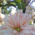 Neydi Ramirez - Facebook