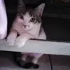 Neysa Perez Saavedra - @neysa.perez.saave - TikTok