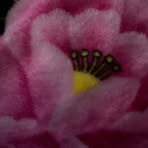 Nghi Do - Facebook