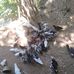 Nghia Ha - Facebook
