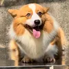 Nghĩa Vân - @corgi_nghia_van - TikTok
