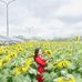 Ngoc Mac - Facebook