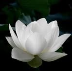 Ngoc Tang - Facebook