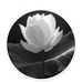 Nguyet Phan - Facebook