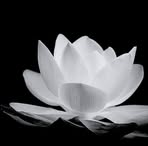 Nha Pham - Facebook