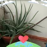 Nhat Dao Anh - @nhatdaoa - Instagram
