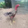 Nhật Lưu - @luunhat_275 - TikTok