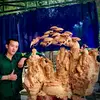 *(^•^)Nhat pham(~.~)” - @nhatpham.77 - TikTok